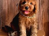 Red Brown A Kali̇te Toy Poodle Yavrularimiz