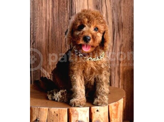 Red Brown A Kali̇te Toy Poodle Yavrularimiz görsel