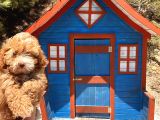 PATİLİvosvostan maltipoo