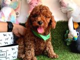 RED BROWN A KALİTE TOY POODLE YAVRULARIMIZ