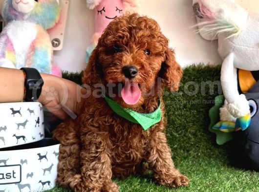 Red Brown A Kali̇te Toy Poodle Yavrularimiz