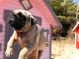 Pati̇li̇vosvostan Pug Mobs