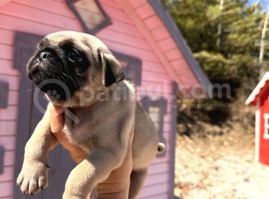 Pati̇li̇vosvostan Pug Mobs görsel