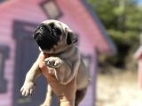 Pati̇li̇vosvostan Pug Mobs