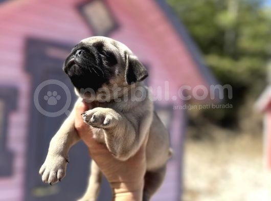 Pati̇li̇vosvostan Pug Mobs görsel
