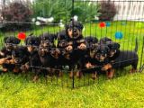 Koca Kafa Rottweiler Yavrular