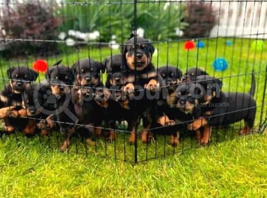 Koca Kafa Rottweiler Yavrular
