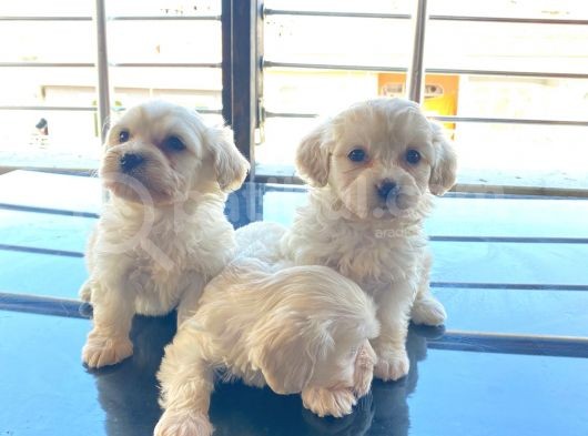 Maltipoo Bebeğimiz görsel
