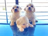 Maltipoo Bebeğimiz