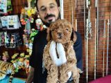 A Scr Muhteşem Toy Poodle  Yavrularimiz