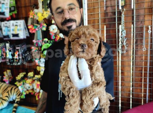 A Scr Muhteşem Toy Poodle  Yavrularimiz görsel