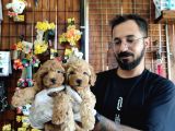 A Scr Muhteşem Toy Poodle  Yavrularimiz