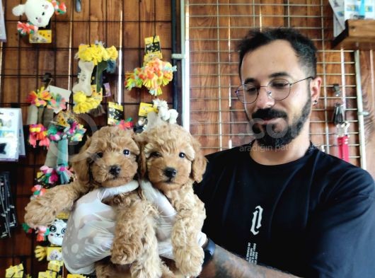 A Scr Muhteşem Toy Poodle  Yavrularimiz görsel