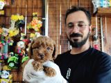 A Scr Muhteşem Toy Poodle  Yavrularimiz