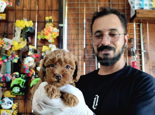 A Scr Muhteşem Toy Poodle  Yavrularimiz görsel
