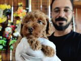 A Scr Muhteşem Toy Poodle  Yavrularimiz