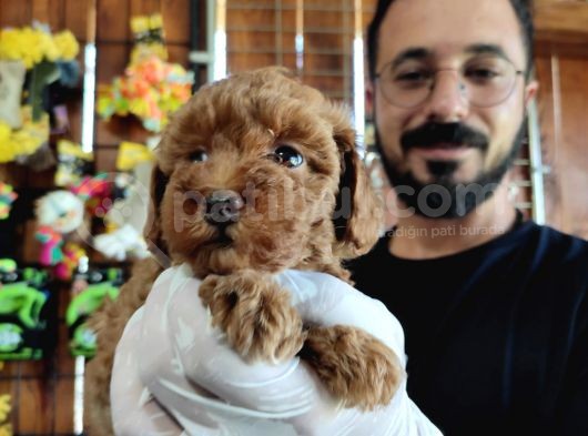 A Scr Muhteşem Toy Poodle  Yavrularimiz görsel