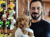A Scr Muhteşem Toy Poodle  Yavrularimiz
