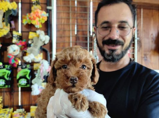A Scr Muhteşem Toy Poodle  Yavrularimiz görsel