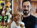 A Scr Muhteşem Toy Poodle  Yavrularimiz