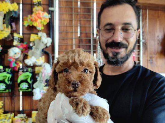 A Scr Muhteşem Toy Poodle  Yavrularimiz görsel