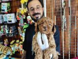 A Scr Muhteşem Toy Poodle  Yavrularimiz