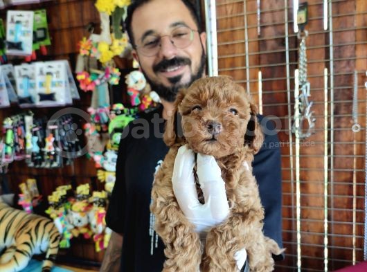 A Scr Muhteşem Toy Poodle  Yavrularimiz görsel