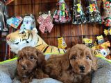 A Scr Muhteşem Toy Poodle  Yavrularimiz