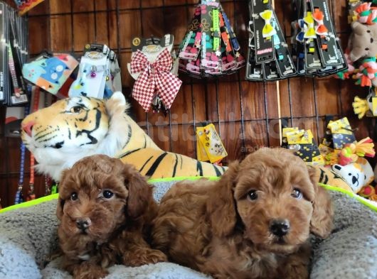 A Scr Muhteşem Toy Poodle  Yavrularimiz görsel