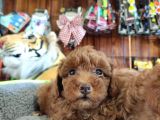A SCR MUHTEŞEM TOY POODLE  YAVRULARIMIZ