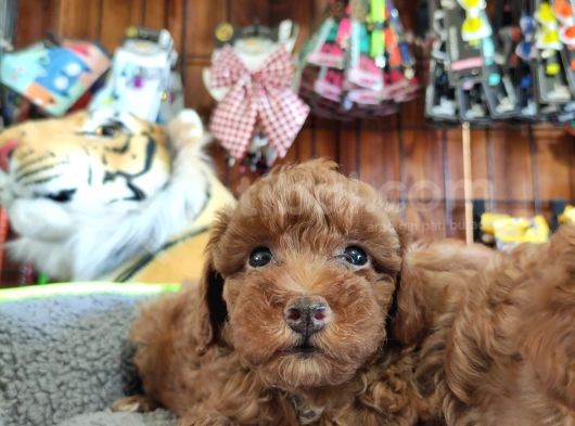 A Scr Muhteşem Toy Poodle  Yavrularimiz