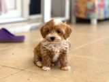 Tuvalet Eğitimli Maltipoo Aşkları