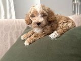 Tuvalet Eğitimli Maltipoo Aşkları