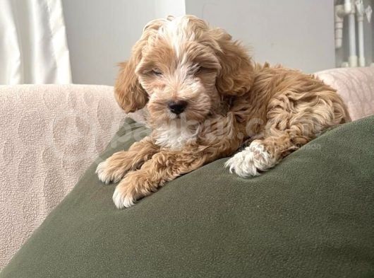Tuvalet Eğitimli Maltipoo Aşkları görsel