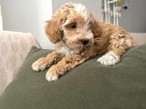 Tuvalet Eğitimli Maltipoo Aşkları