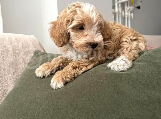 Tuvalet Eğitimli Maltipoo Aşkları görsel