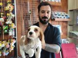 Muhteşem Cavali̇er Ki̇ng Charles Yavrular