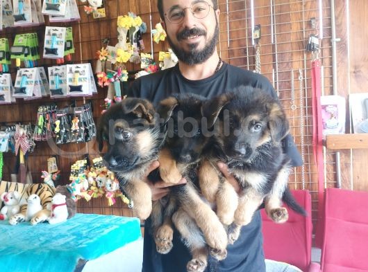 Muhteşem Alman Kurdu A Kali̇te Yavrularimiz görsel