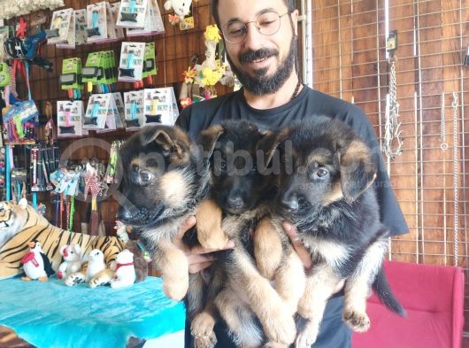 Muhteşem Alman Kurdu A Kali̇te Yavrularimiz görsel