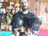 Muhteşem Alman Kurdu A Kali̇te Yavrularimiz