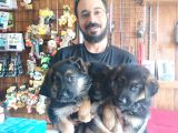 Muhteşem Alman Kurdu A Kali̇te Yavrularimiz