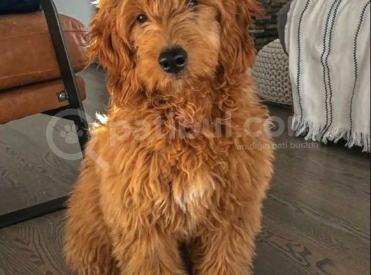 Tüy Dökmez Dev Ve Minyatür Boy Goldendoodle F1 F2 görsel