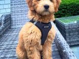 Tüy dökmez Dev ve Minyatür boy Goldendoodle f1 f2