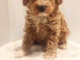 Tuvalet Eğitimli Maltipoo Aşkları