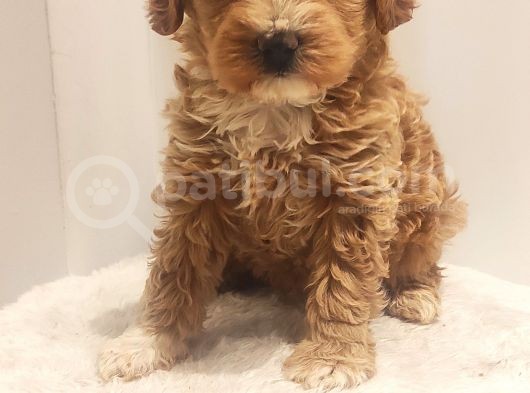 Tuvalet Eğitimli Maltipoo Aşkları görsel