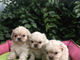 Birinci Sınıf Pekinez Yavrularımız