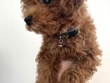 Ori̇ji̇nal Red Brown Toy Poodle