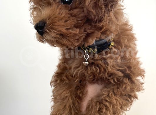 Ori̇ji̇nal Red Brown Toy Poodle görsel