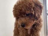 ORİJİNAL RED BROWN TOY POODLE