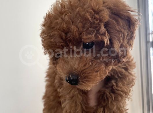 Ori̇ji̇nal Red Brown Toy Poodle